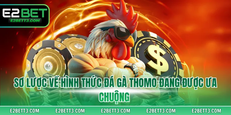 Sơ lược về hình thức đá gà Thomo đang được ưa chuộng